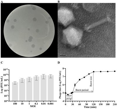 The antibacterial activity of a novel highly thermostable endolysin, LysKP213, against Gram-negative pathogens is enhanced when combined with outer membrane permeabilizing agents